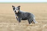 BOUVIER AUSTRALIEN 251